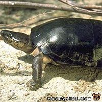 西非黑森龟