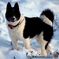 俄罗斯欧洲莱卡犬
